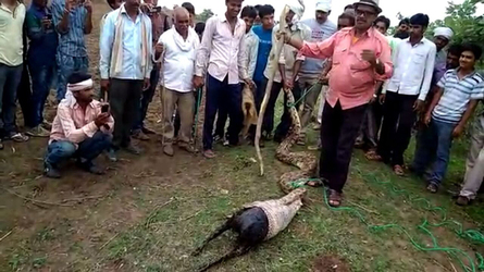 VISUALS SHOW WILDLIFE WORKERS PULLING OUT GOAT FROM 15 FEET LONG PYTHON S MOUTH VISUALS SHOW WILDLIFE WORKERS PULLING OUT GOAT FROM 15 FEET LONG PYTHON S MOUTH