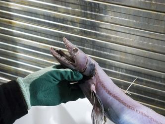 Monster Deep Sea Lizard Fish
