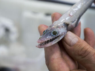 Monster Deep Sea Lizard Fish