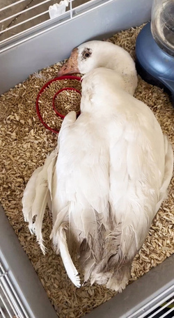 Life Goose On For Bendy Neck Benny Life Goose On For Bendy Neck Benny