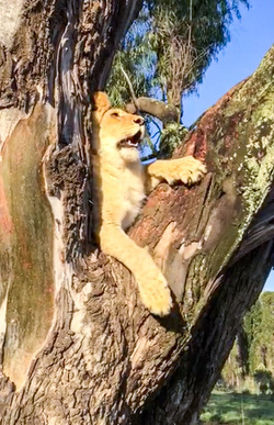 LION CUBS MONKEY AROUND