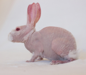 BALD BUNNY THAT WAS DESTINED FOR DEATH SHOOTS TO SOCIAL MEDIA STARDOM AFTER GETTING A SECOND LEASE ON LIFE
