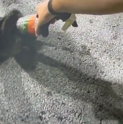VIDEO Raccoon with jar on its head saved by police VIDEO Raccoon with jar on its head saved by police