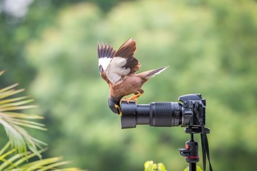 STUNNING images show a curious bird exploring a set camera poking deep in its lens. STUNNING images show a curious bird exploring a set camera poking deep in its lens.