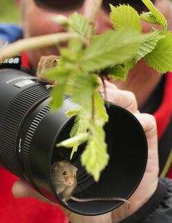 Hide and squeak