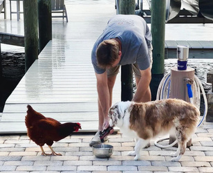 Chicken best friends with horse dog cat and even a racoon