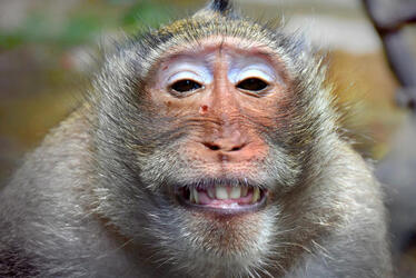CHIMPAN CHEESE