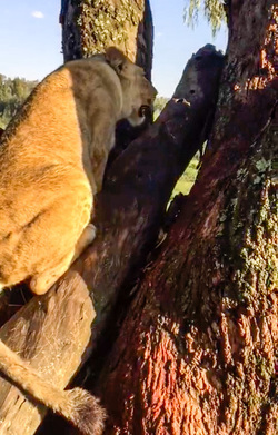 LION CUBS MONKEY AROUND