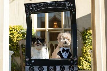 VIDEO Dogs tie the knot in plush wedding ceremony