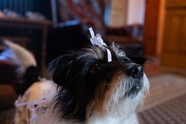 VIDEO Dogs tie the knot in plush wedding ceremony