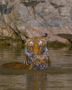 MOTHER TIGER TENDERLY BATHES HER ADORABLE CUBS MOTHER TIGER TENDERLY BATHES HER ADORABLE CUBS