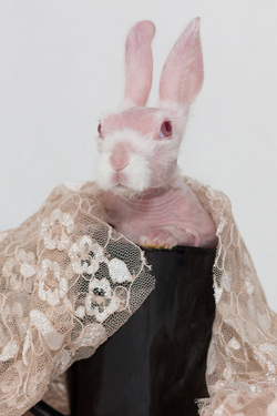 BALD BUNNY THAT WAS DESTINED FOR DEATH SHOOTS TO SOCIAL MEDIA STARDOM AFTER GETTING A SECOND LEASE ON LIFE
