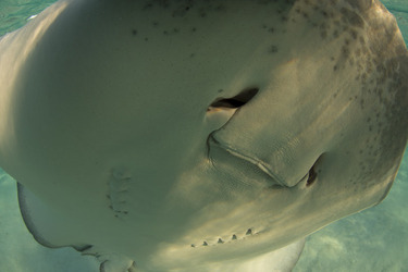 RAY TO GO HUGE STINGRAY LEAPS OUT OF WATER TO POSE FOR SENSATIONAL SELFIE WITH DELIGHTED DIVER