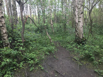 ghost in talking tree