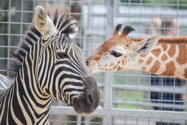 GIRAFFE AND ZEBRA FRIENDS