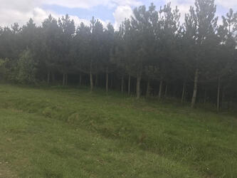 ghost in talking tree