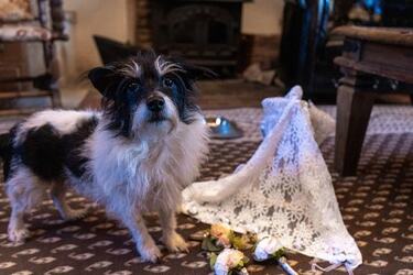VIDEO Dogs tie the knot in plush wedding ceremony