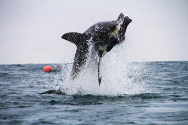 GREAT WHITE SHARK BREACH