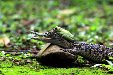 Fearless Frog Fearless Frog