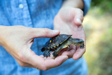Moment US Zoo Experts Release Rare Turtles Into Wild
 video available 