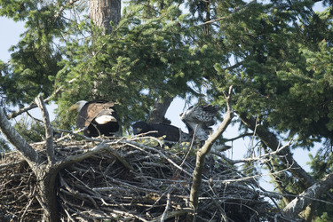 Eagle Family Adopt Hawk Chick Eagle Family Adopt Hawk Chick