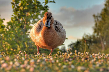 Cloud looks like a duck