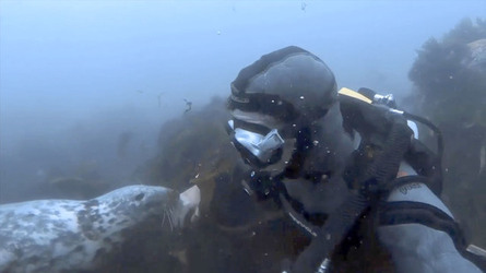 SEAL LARIOUS CAPTURE Grey Seal Caught Yawning Up A Storm SEAL LARIOUS CAPTURE Grey Seal Caught Yawning Up A Storm