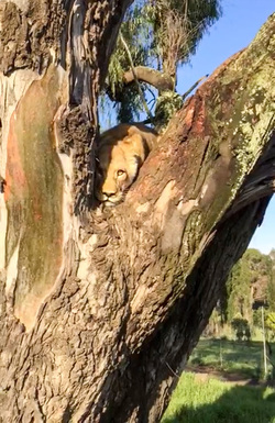 LION CUBS MONKEY AROUND