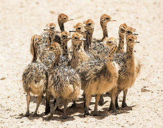 Baby Ostrich survivor