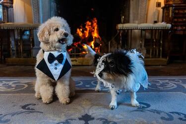 VIDEO Dogs tie the knot in plush wedding ceremony