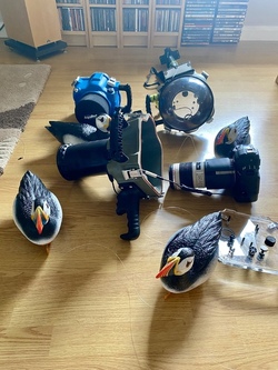 Spot the Fake Puffin Buddy