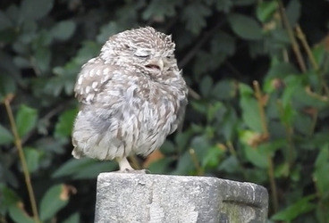 TINY YAWNING OWL
