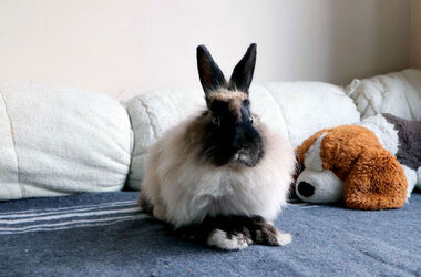 Wheelchair bunny Eddie