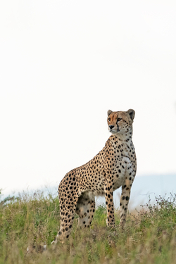 Two headed cheetah