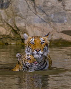 MOTHER TIGER TENDERLY BATHES HER ADORABLE CUBS MOTHER TIGER TENDERLY BATHES HER ADORABLE CUBS