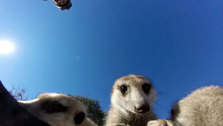 MEERKATS ATTACK GO PRO