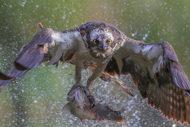 NO MESSING A TROUT DRAMATIC MOMENT WILD OSPREY CATCHES GIANT RAINBOW TROUT ALMOST THE SAME SIZE AS HIM FOR BREAKFAST