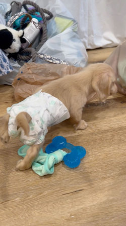 Diaper Wearing Dog