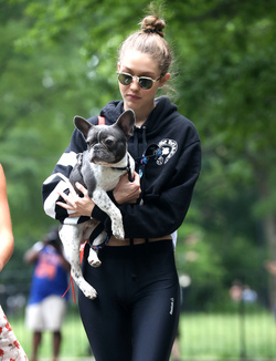 Gigi Hadid takes Zayn Malik s dog for a walk in New York City.