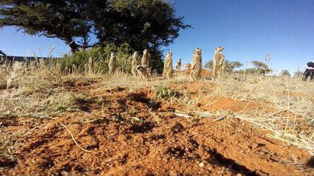 MEERKATS ATTACK GO PRO