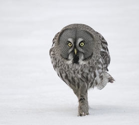 Owl be damned Diva bird wearing skinny jeans and boots captured WALKING on snow Owl be damned Diva bird wearing skinny jeans and boots captured WALKING on snow