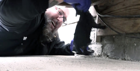 INCREDIBLE MOMENT THREE ADORABLE KITTENS ARE RESCUED FROM COLD DARK DRAINPIPE INCREDIBLE MOMENT THREE ADORABLE KITTENS ARE RESCUED FROM COLD DARK DRAINPIPE