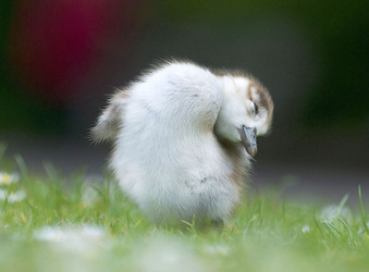 DUCKLING PHOTOSHOOT
