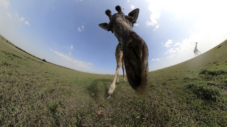 GIRAFFES CHECK OUT 360 VIDEO CAMERA