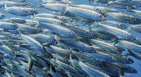 Whale Almost Swallows Diver Whale Almost Swallows Diver