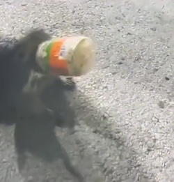 VIDEO Raccoon with jar on its head saved by police VIDEO Raccoon with jar on its head saved by police