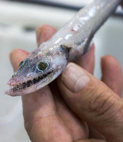 HORROR DEEP SEA LIZARD HORROR DEEP SEA LIZARD