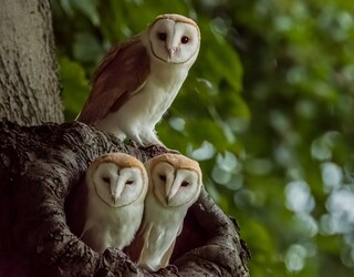 LOVEABLE images show three barn owl fledglings in their nest sharing a cute kiss.