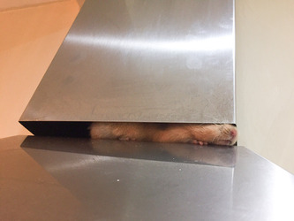 HOUDINI HAMSTER FAMILY PUT DOWN CRASH MAT FOR ESCAPOLOGIST PET WHO REPEATEDLY PLUNGES FROM CEILING