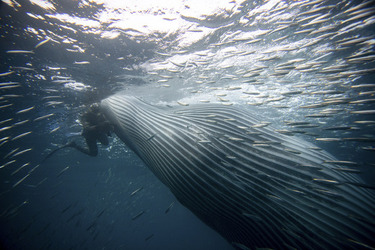 Whale Almost Swallows Diver Whale Almost Swallows Diver